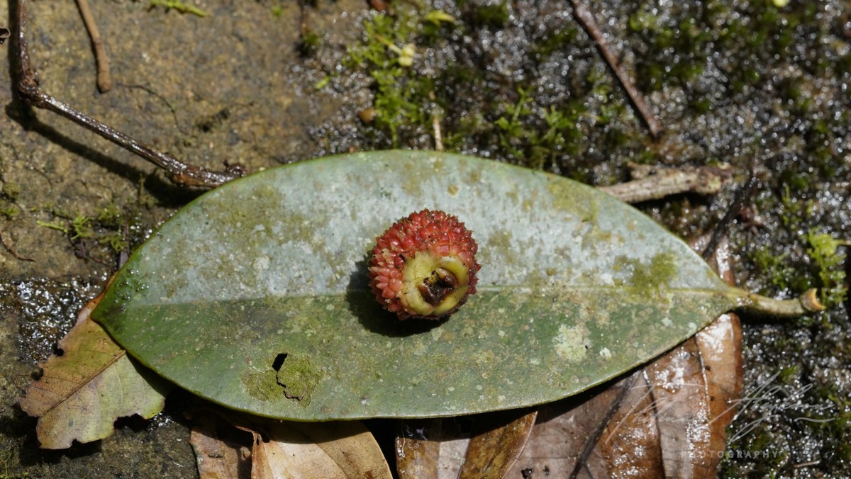 Garcinia echinocarpa Thwaites
